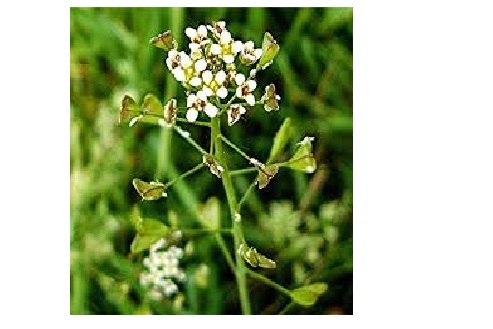 FEMALE HEALTH                                         fibroids/fertility/menstrual