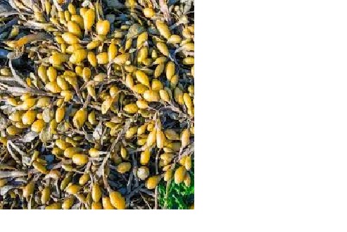 LIVE MINERALS                                          vitamins/minerals/immune